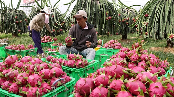 Les exportations nationales de fruits et légumes ont doublé en janvier